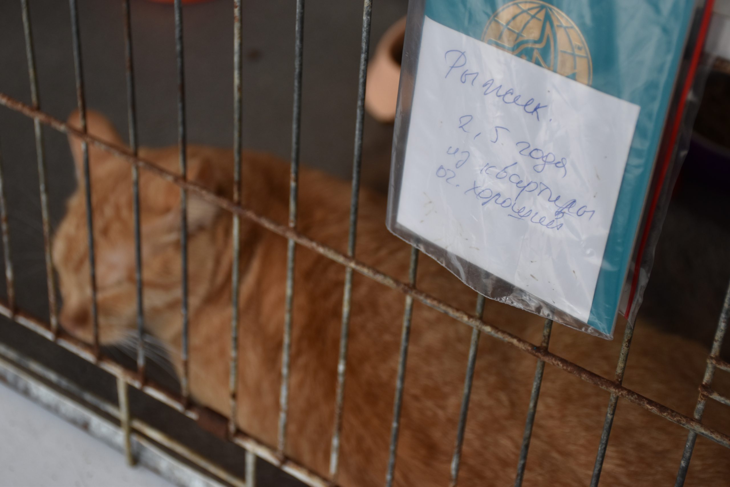 В Киеве проходит выставка беспризорных котов