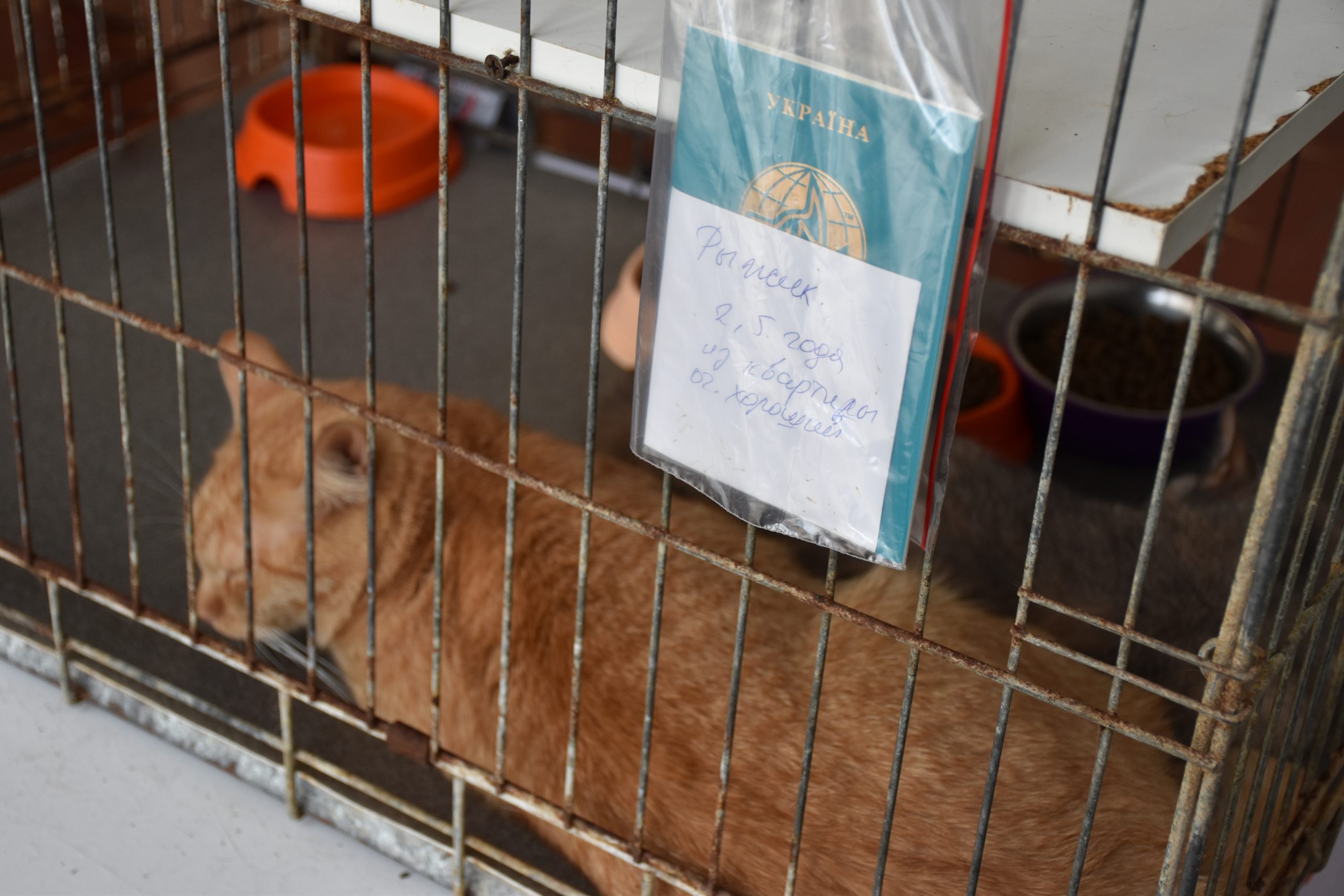 В Киеве проходит выставка беспризорных котов