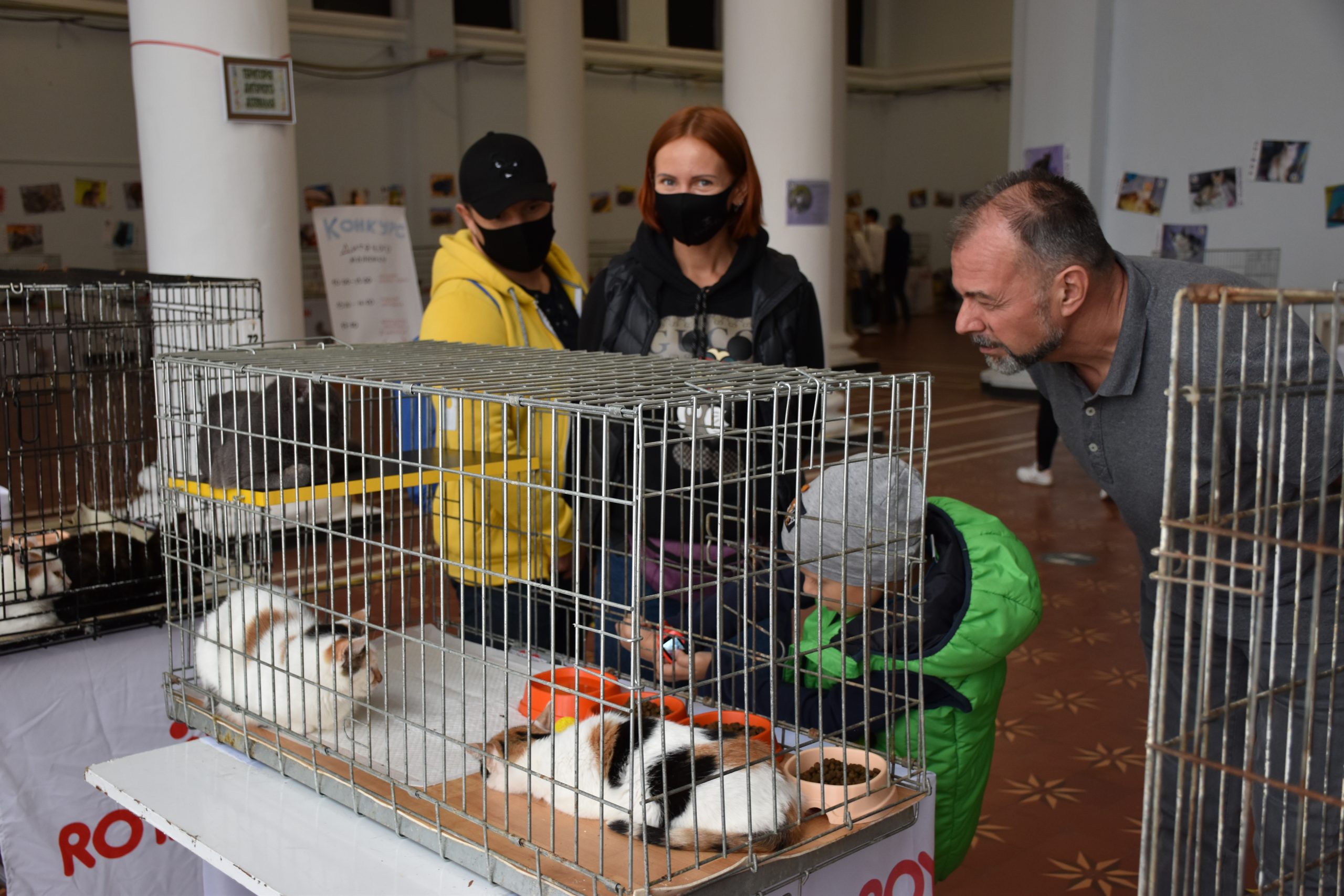 В Киеве проходит выставка беспризорных котов