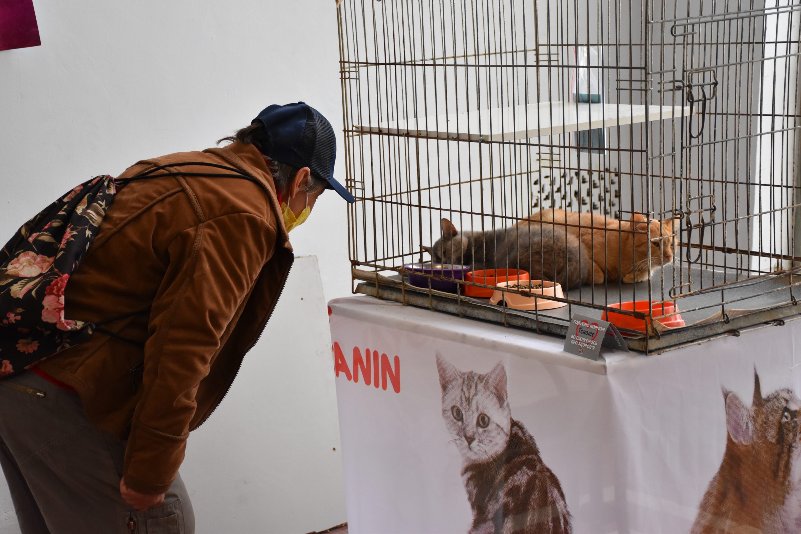 В Киеве проходит выставка беспризорных котов