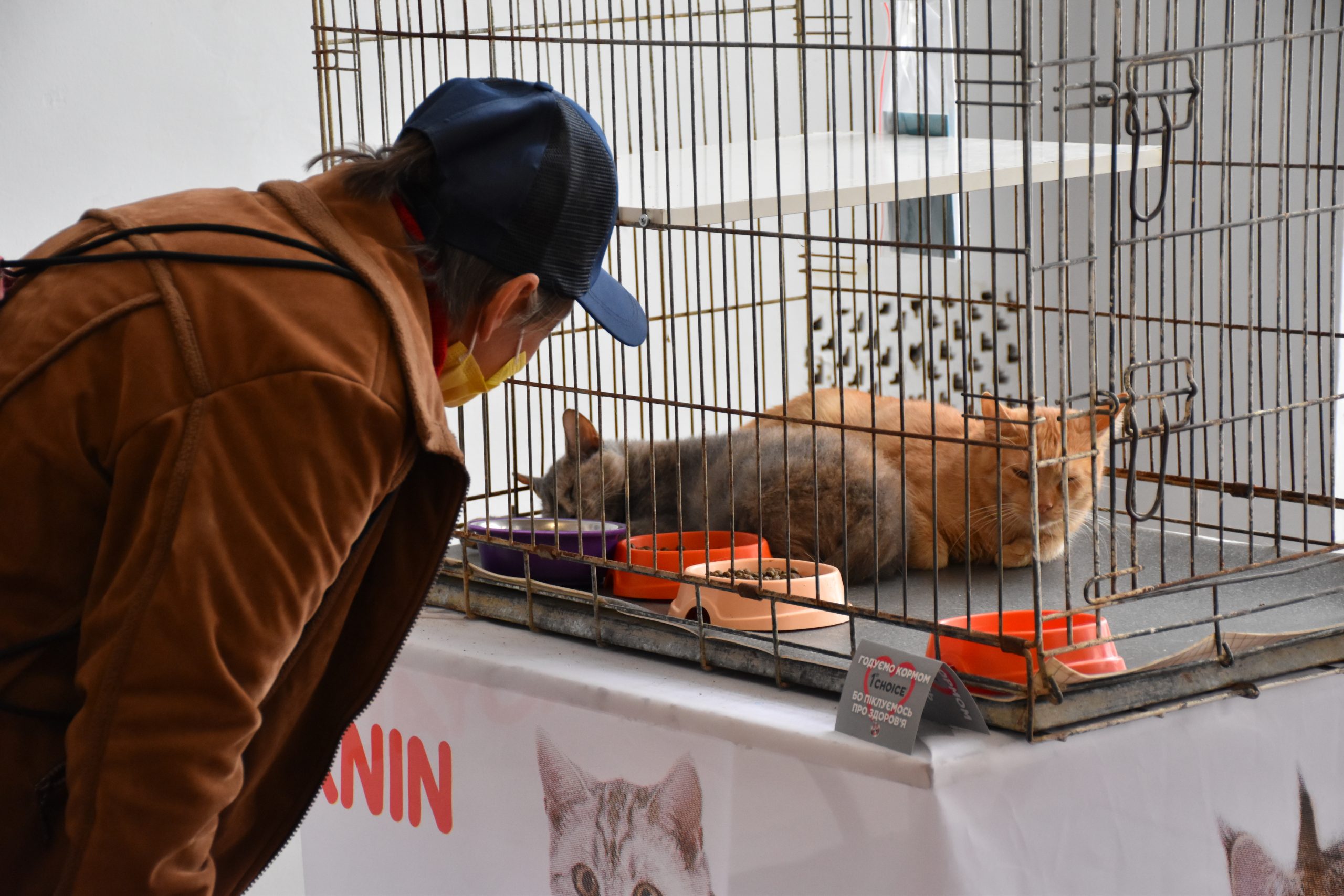 В Киеве проходит выставка беспризорных котов