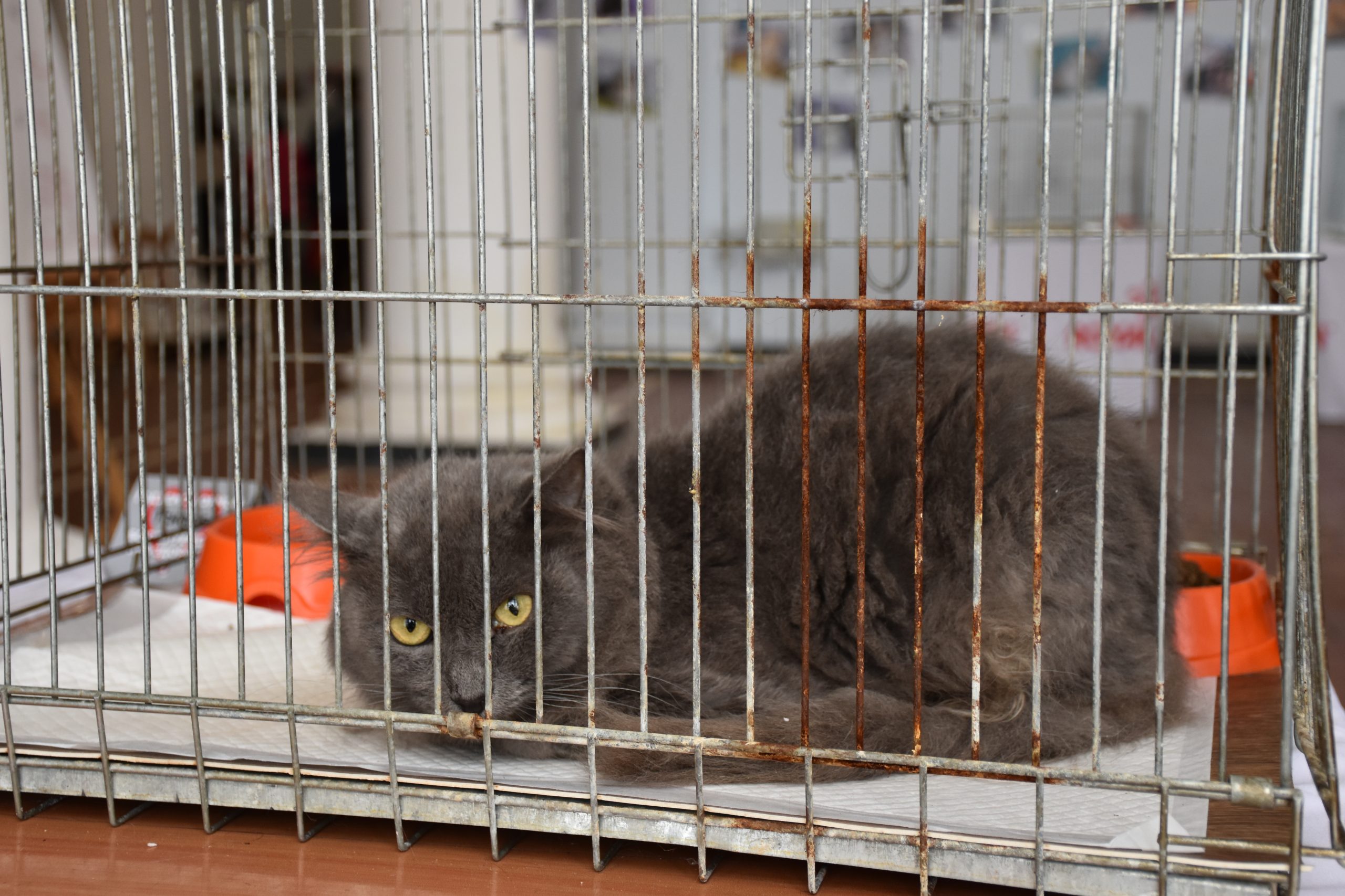 В Киеве проходит выставка беспризорных котов