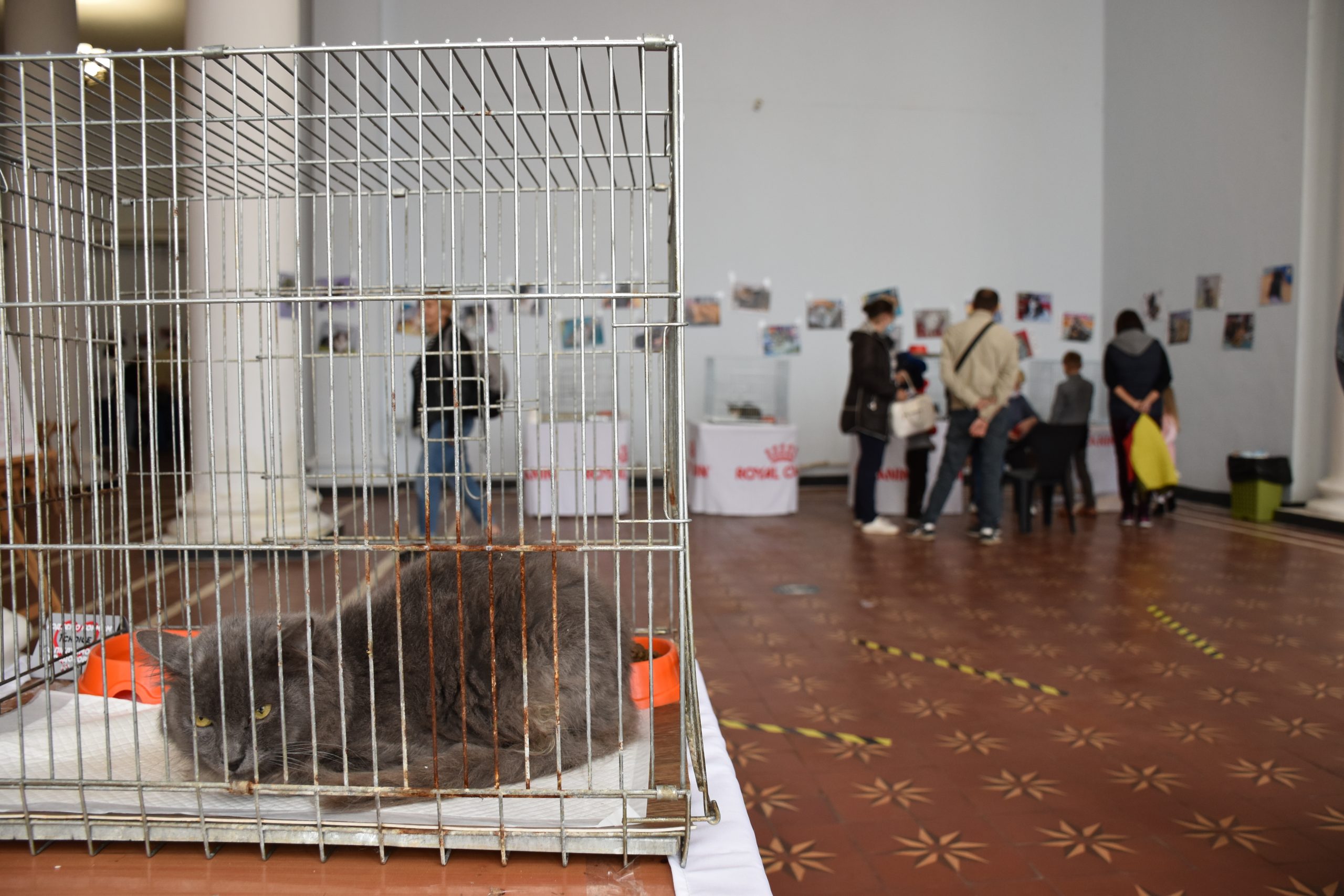 В Киеве проходит выставка беспризорных котов