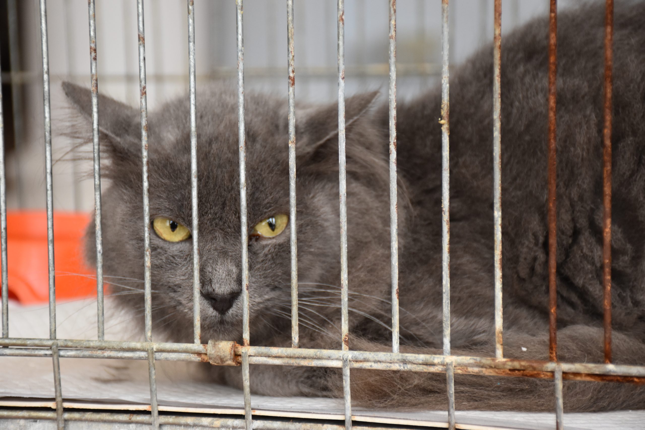 В Киеве проходит выставка беспризорных котов