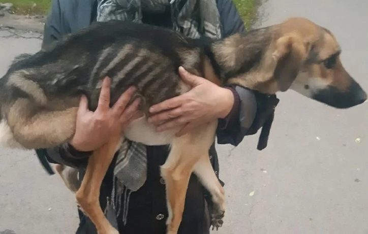 В РФ на балконе висел истощенный пес, брошенный хозяином дома (ФОТО, ВИДЕО)