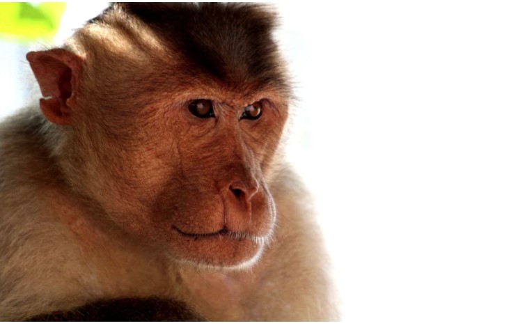 В Индии агрессивная обезьяна выбрала объектом «мести» жителя деревни  