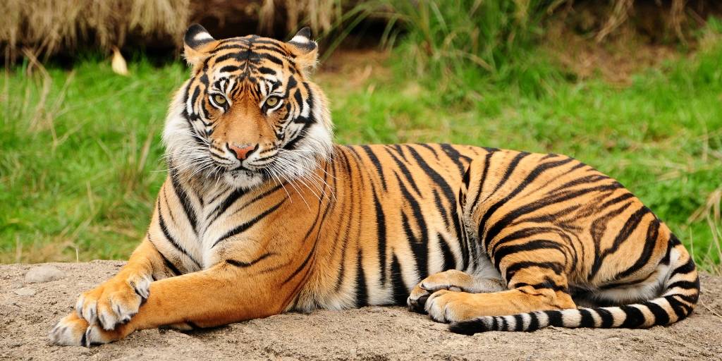 Тигр выкормил осиротевших тигрят после смерти матери (ВИДЕО)
