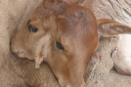 В Индии буйволица родила двухголового теленка (ФОТО)