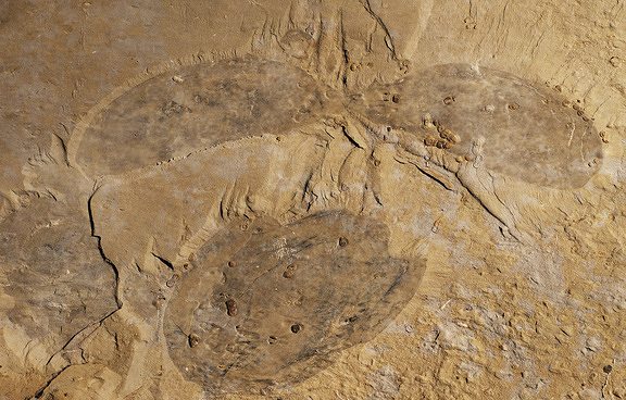 В Канаде найдены останки хищника, жившего 500 миллионов лет назад (ФОТО)