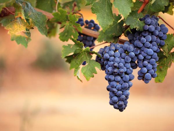В Украине на 15% подорожал виноград