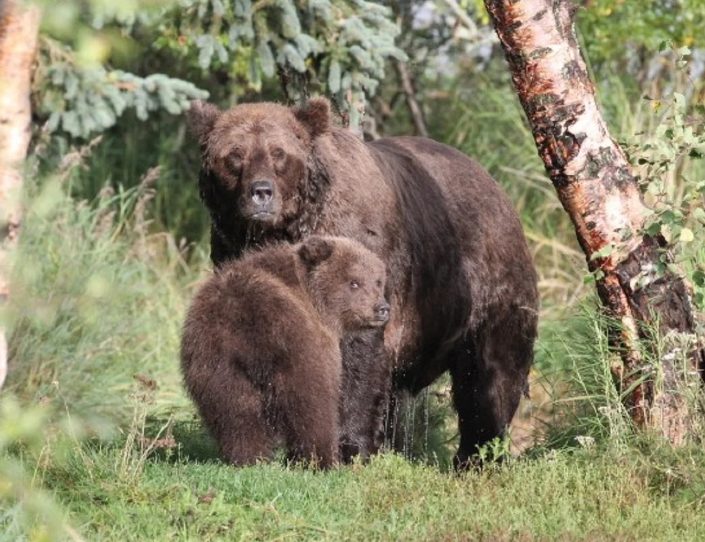 На Аляске нашли самого толстого медвежонка (ФОТО)