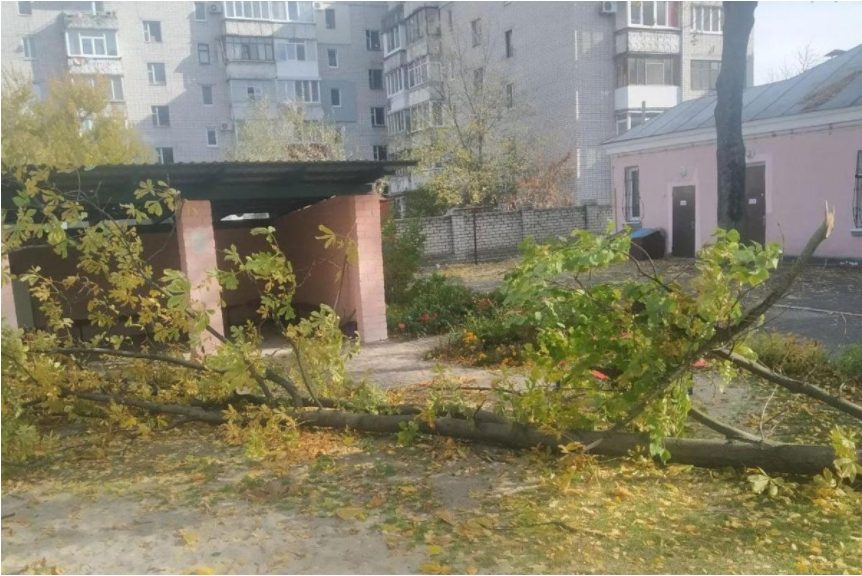 В Полтавской области дерево рухнуло на ребенка: малыш умер в реанимации
