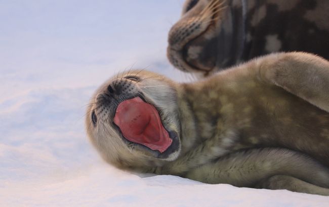 Украинские полярники показали новорожденных тюленят (ФОТО)