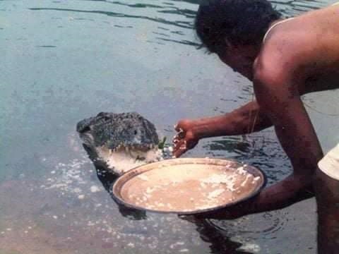 В индийском храме поселился крокодил-вегетарианец (ФОТО)