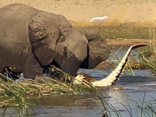В Замбии слониха затоптала насмерть крокодила (ВИДЕО)