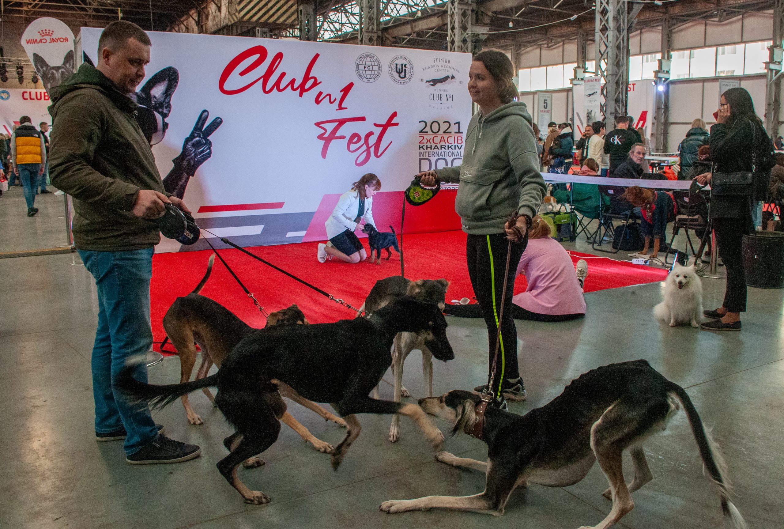 В Харькове состоялся международный фестиваль собак Club №1 Fest