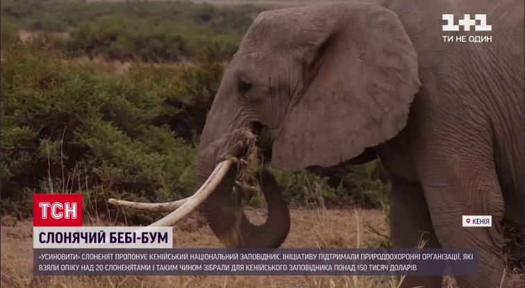 В Кении зафиксировали слоновий бэби-бум (ФОТО)