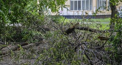В Кривом Роге на девочку упала часть дерева: ребенок в больнице (ФОТО)