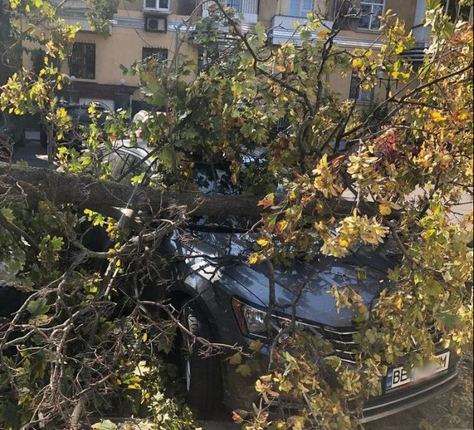 В Николаеве на припаркованные авто рухнуло дерево (ФОТО)