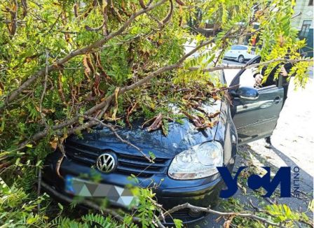 В Одессе дерево рухнуло на проезжавший мимо Volkswagen Golf (ФОТО)