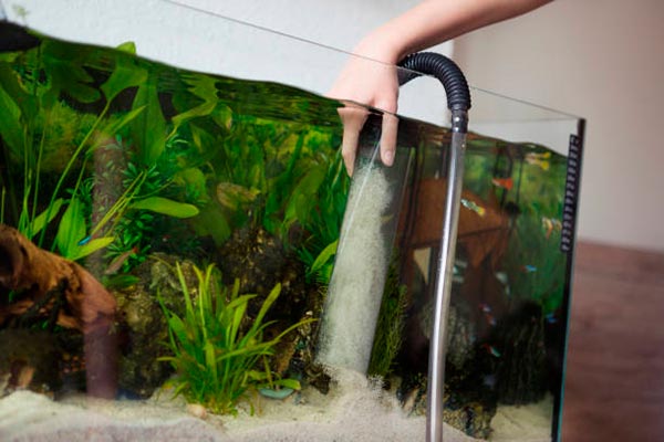 Американка чистила аквариум и заразилась тропической инфекцией