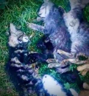 Во дворе многоквартирного дома в Киеве отравили всех бездомных кошек (ФОТО)