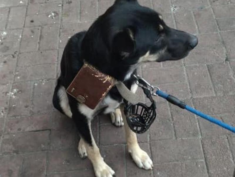 «Потерял работу»: возле магазина в Запорожье бросили собаку с кошельком и запиской (ФОТО) 
