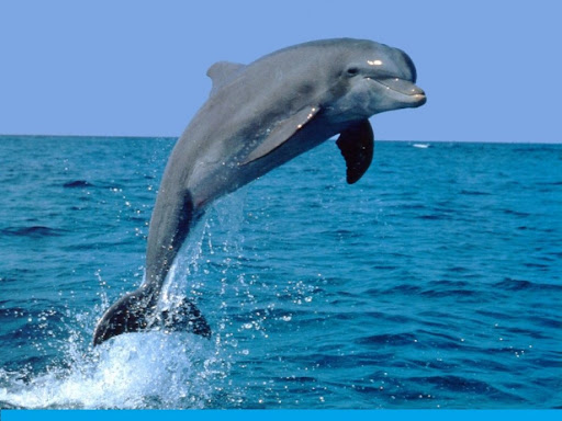 В Кирилловке после шторма на берег выбросило мертвого дельфина (ФОТО)