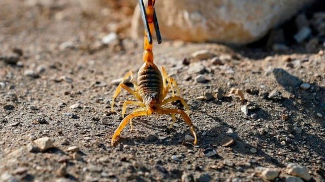 В Египте – нашествие скорпионов: 450 человек пострадали