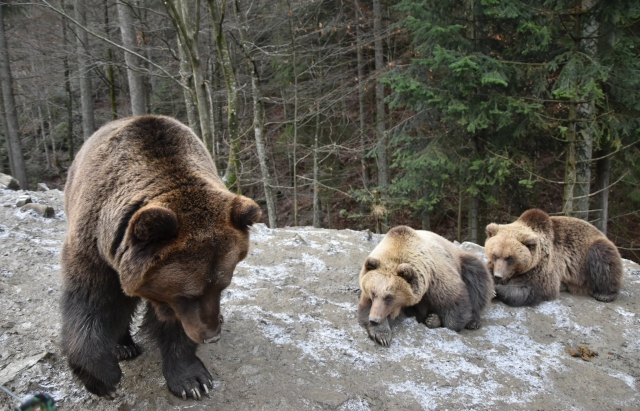Появилось фото, как медведи на Закарпатье готовятся к зимней спячке (ФОТО)