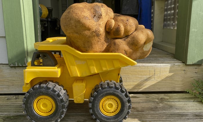 Пара выкопала в заросшем саду гигантский картофель весом 7,9 килограмма (ФОТО)