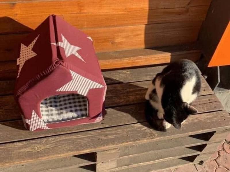 В Киеве на Оболони посетительница кофейни ограбила кота (ФОТО)