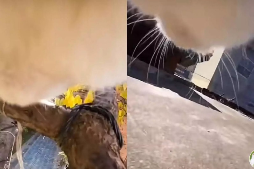 «Бродилка от первого лица»: мужчина прикрепил камеру на ошейник и узнал, чем занят его кот на улице (ФОТО, ВИДЕО)