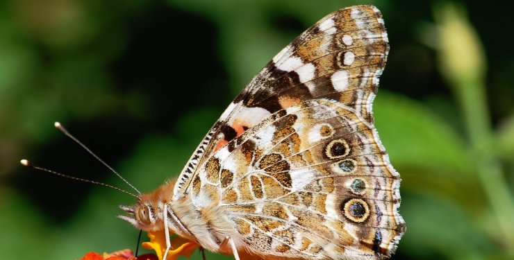 Ученые впервые увидели, как формируются крылья бабочек (ФОТО)
