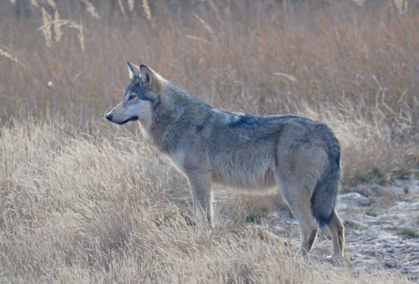 В Хмельницкой области все чаще появляются волки: нападают на домашних животных и преследуют людей