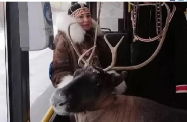В РФ женщина с оленем ехала в автобусе (ФОТО, ВИДЕО)