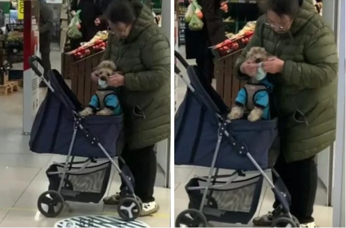 Женщина надела маску на собаку в супермаркете Киева (ВИДЕО)