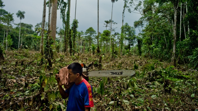 СМИ: рубка леса в Бразилии достигла рекордного уровня за 15 лет