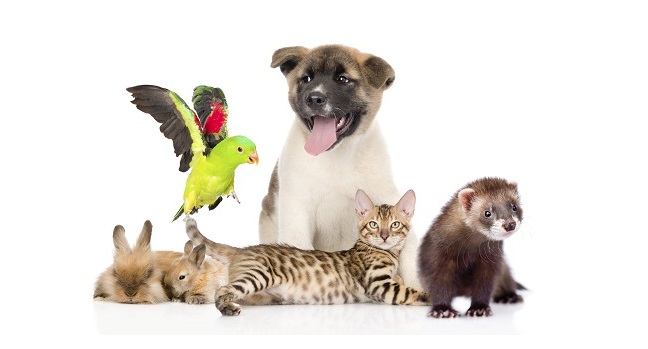 30 ноября отмечается День домашних животных