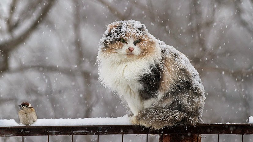 Синоптики рассказали, когда в Украине будет первый снег