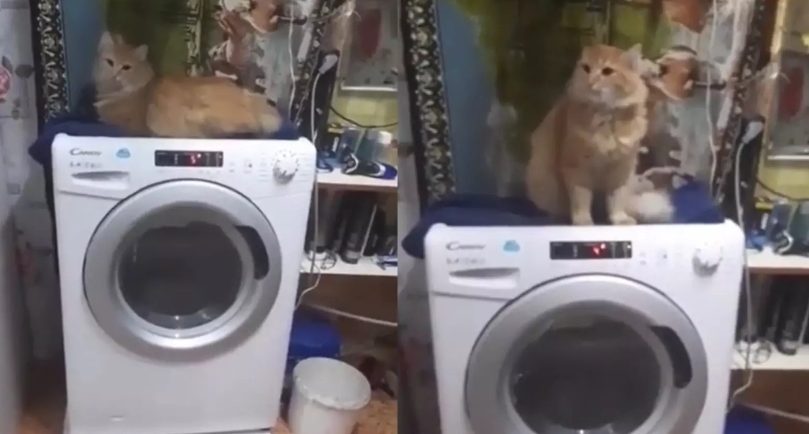 Кошка организовала себе «массаж», забравшись на стиралку (ФОТО, ВИДЕО)