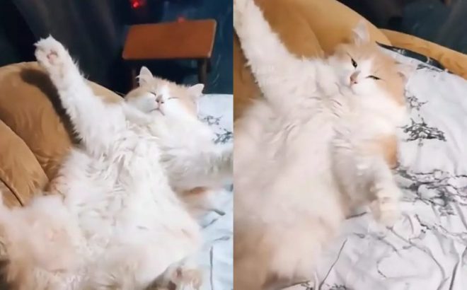 «Суперзвезда»: Пушистый кот уснул в забавной позе ( ВИДЕО) 
