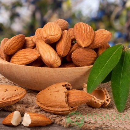 Врачи назвали орехи, которые будут полезны людям с повышенным холестерином