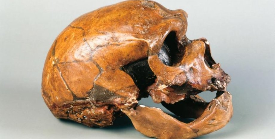 В останках неандертальца нашли «брата» коронавируса  (ФОТО)