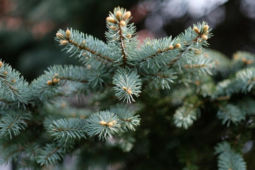 В Украине начали продавать первые новогодние елки: названы цены