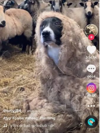 «Агент в банде»: Пес «под видом овцы» пробрался в стадо (ФОТО, ВИДЕО)