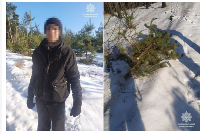 Вырубил 30 деревьев: в Харькове поймали «елочного браконьера» (ФОТО)