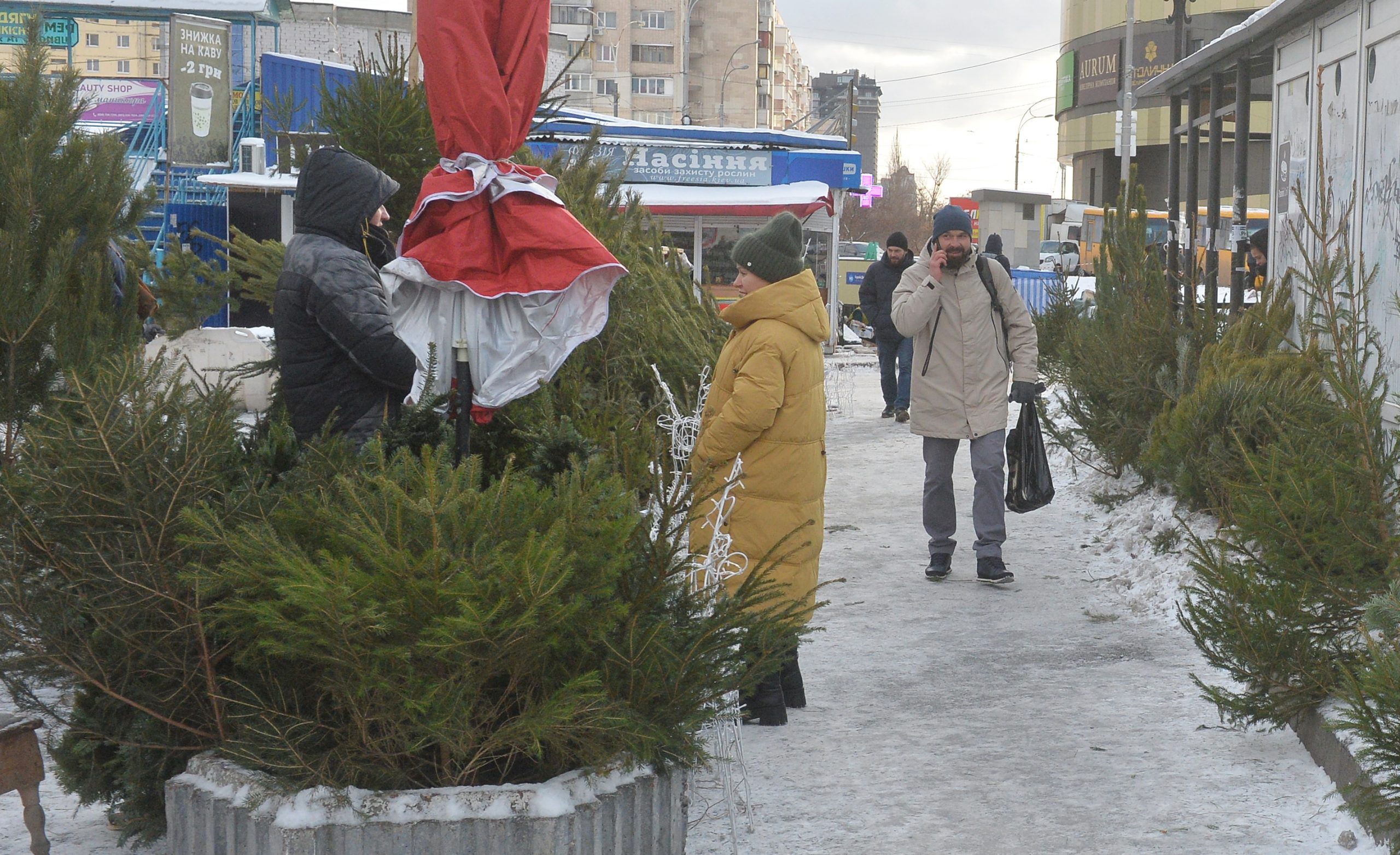 Елочные базары в Киеве: средняя сосна стоит 500 гривен