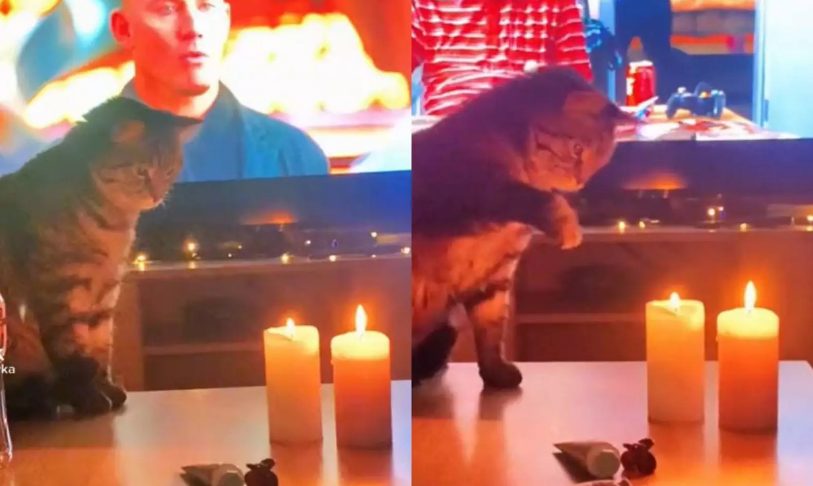 Кот увидел горящие свечи и ошалел от восторга (ФОТО, ВИДЕО)