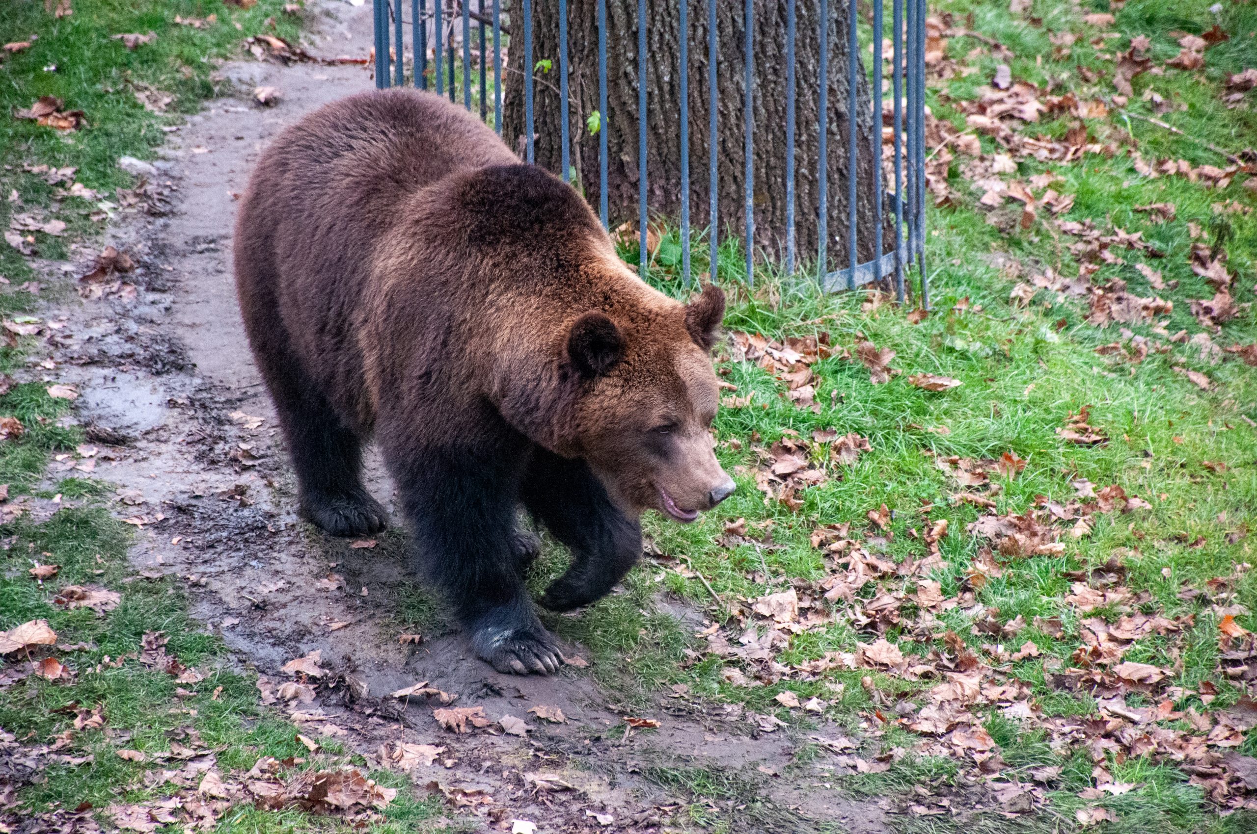 100 дней с открытия: как сейчас живут питомцы в харьковском зоопарке
